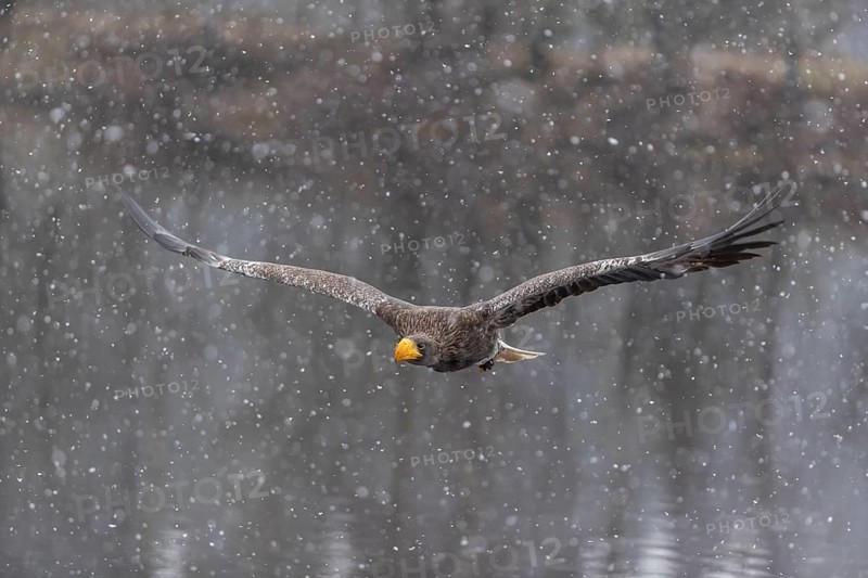 One young Steller's sea eagle (Haliaeetus pelagicus) flying over a lake while snow is falling. A forest in the background. Controlled condition