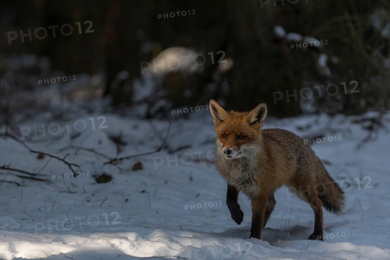 One red fox, Vulpes vulpes, running thru the snow covered undergrowth of a forest