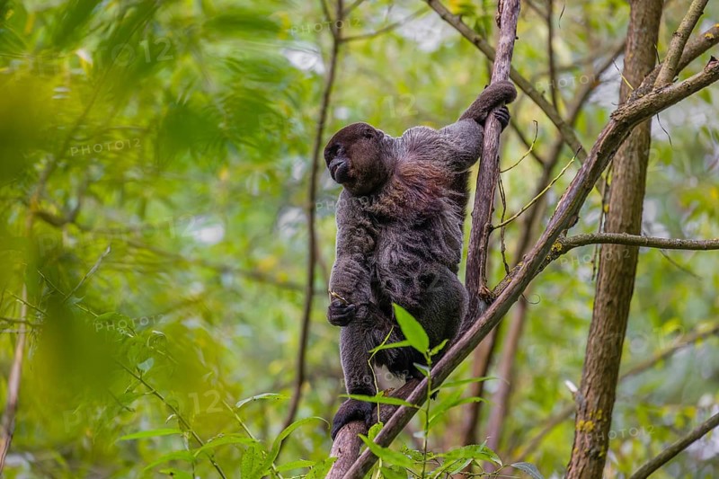 A common woolly monkey, brown woolly monkey, or Humboldt's woolly monkey (3) (Lagothrix lagothricha) climbs in a tree