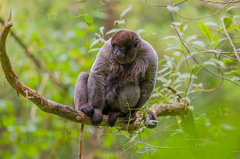 A common woolly monkey, brown woolly monkey, or Humboldt's woolly monkey (3) (Lagothrix lagothricha) sits in a tree