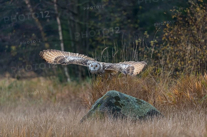 One Siberian Eagle Owl (Bubo bubo sibiricus) flying over tall reed grass lakeshore on an autumnal misty cold morning