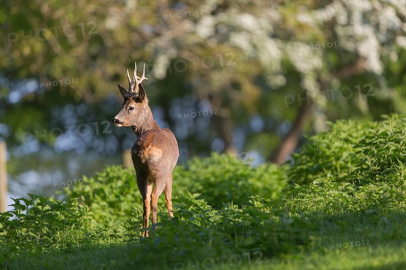 One male Roe Deer, Roe buck (Capreolus capreolus), standing in a thicket of stinging nettle. Some green vegetation in the distant background