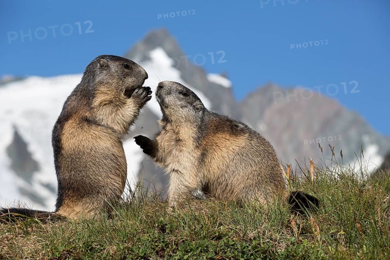 Two adult Alpine Marmot, Marmota marmota, sitting in front of the Grossglockner mountain in bright sunlight and a blue sky