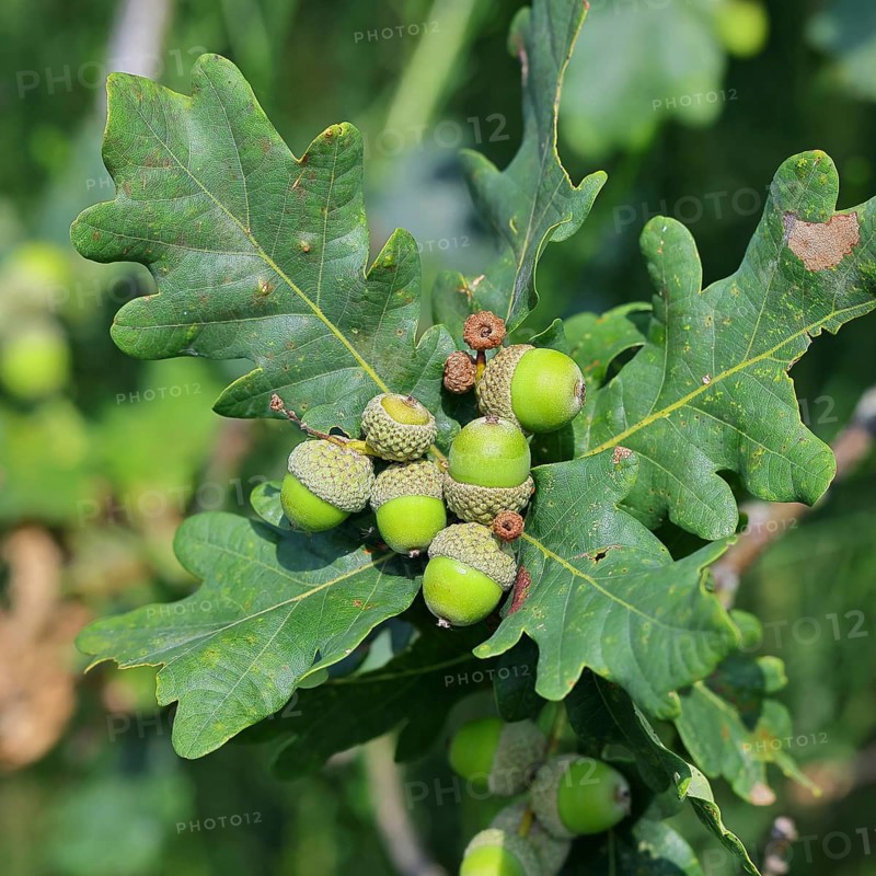 Acorns and leaves of sessile oak (Quercus sessiliflora), Wilnsdorf, North Rhine-Westphalia, Germany, Europe