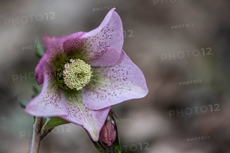 Lenzrose (Helleborus orientalis hybrid), Emsland, Lower Saxony, Germany, Europe