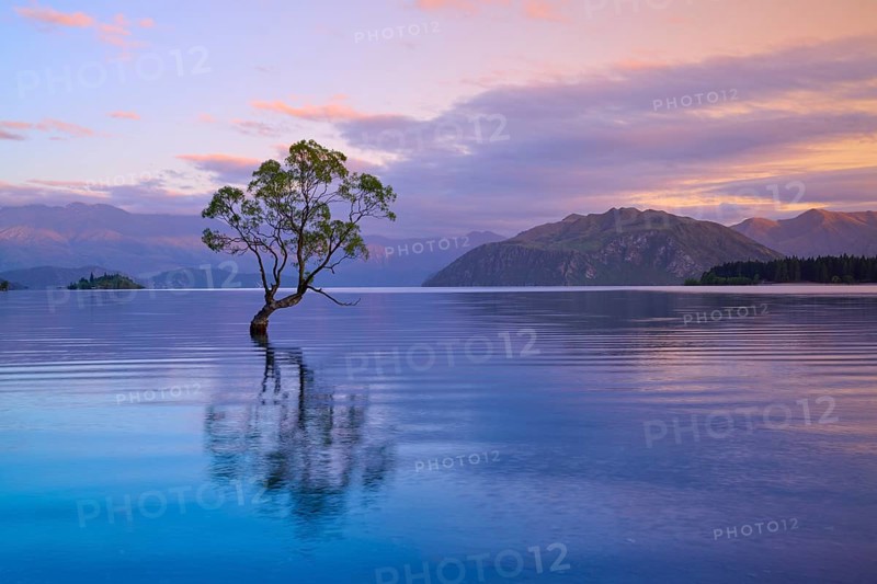 A tree reflected in a lake surrounded by mountains at dusk, summer, Lake Wanaka, Wanaka, Otago, South Island, New Zealand, Oceania