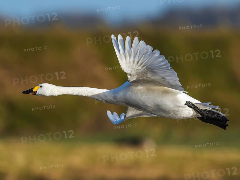 Tundra Swan, Bewick's Swan, Cygnus columbianus in flight at winter in Slimbridge, England, United Kingdom, Europe