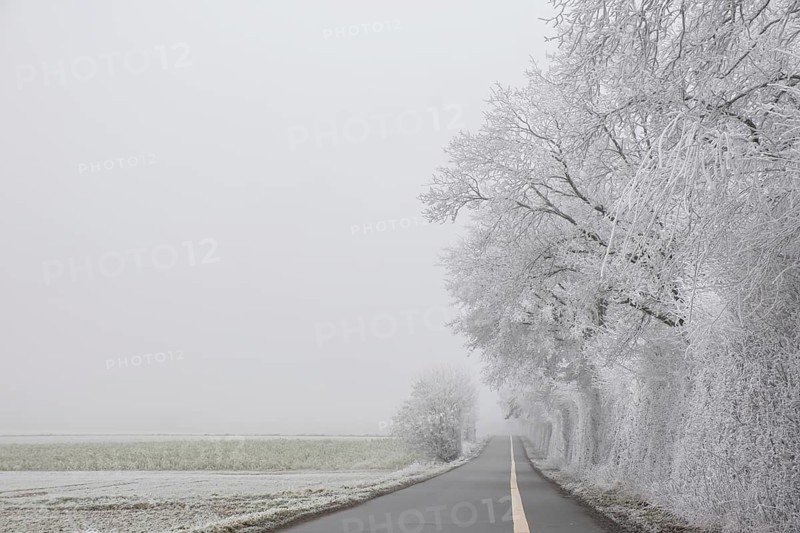 Country road lined with trees in fog and hoarfrost, elevation Schöppinger Berg, Schöppingen, Münsterland, North Rhine-Westphalia, Germany, Europe