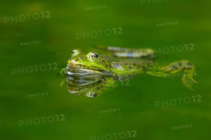 Edible frog (Pelophylax esculentus) in a little lake in the water, Bavaria, Germany, Europe