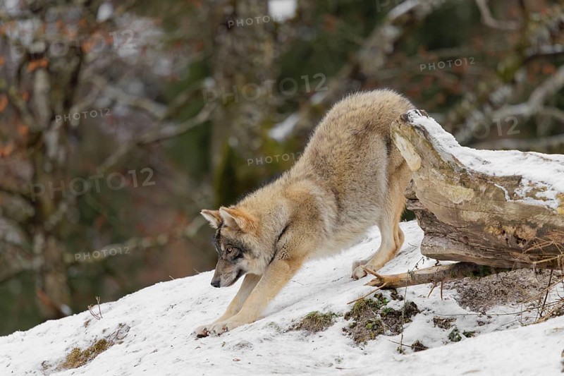 A young grey wolf (Canis lupus lupus) stretches out on the sloping, snow-covered meadow on a cold, cloudy day