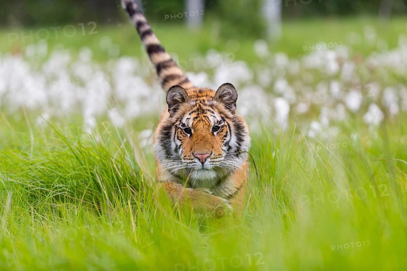 One young female Siberian Tiger, Panthera tigris altaica, running thru tall fresh cottongrass. Early morning light
