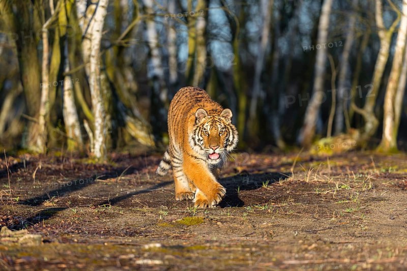 One young female Siberian Tiger, Panthera tigris altaica, running thru a birch tree forest. Early morning light