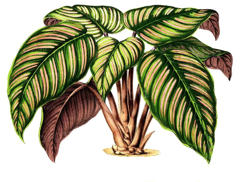 Maranta regalis, arrowroot, family Marantaceae, distribution Brazil, plant and flower, digitally reworked reproduction of an original from the 19th century