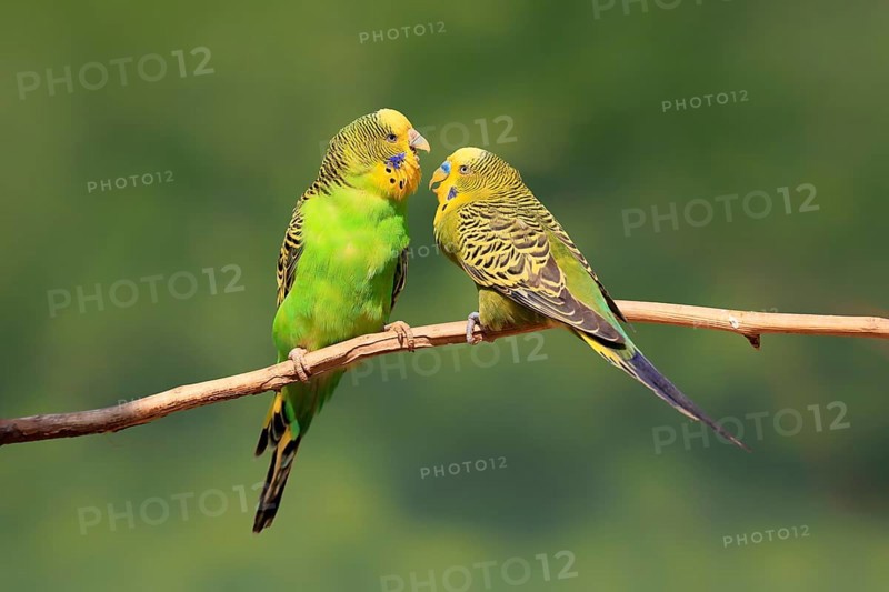 Budgerigar (Melopsittacus undulatus), adult, pair, male, female, two, in perch, courtship, social behaviour, Australia, Oceania