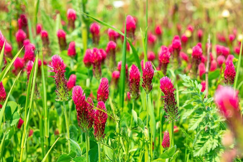 Incarnate clover (Trifolium incarnatum) in flower, Saxony, Germany, Europe