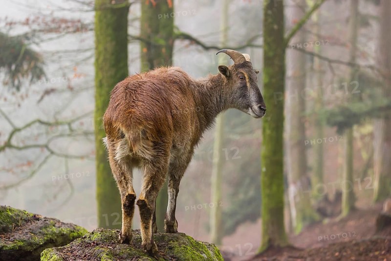A female Himalayan Tahr (Hemitragus jemlahicus) stands in the forest on a foggy day