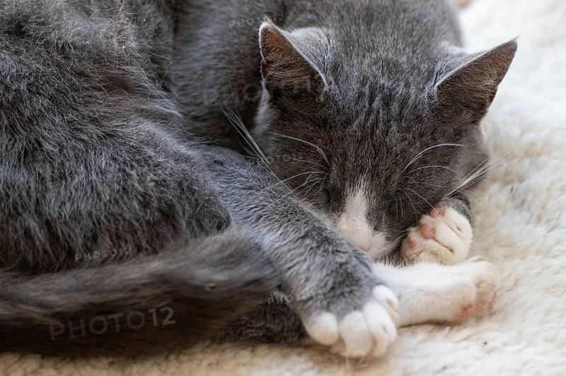 Sleeping cat, Mecklenburg-Western Pomerania, Germany, Europe