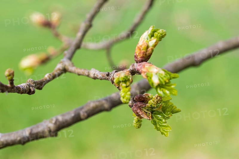 The buds of the oak (quercus) open and leaves and flowers unfurl in spring, Saxony, Germany, Europe