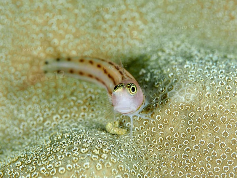 A small three-striped blenny (Ecsenius trilineatus), blenny, camouflages itself perfectly in its surroundings, dive site Gondol East, Penyapangan, Bali, Indonesia, Asia