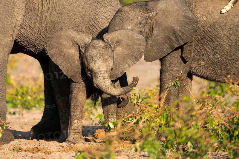 African elephant (Loxodonta africana) baby calf with spreading its ears, swinging its trunk towards the camera. Front view of the small animal. Chobe National Park, Botswana, Africa