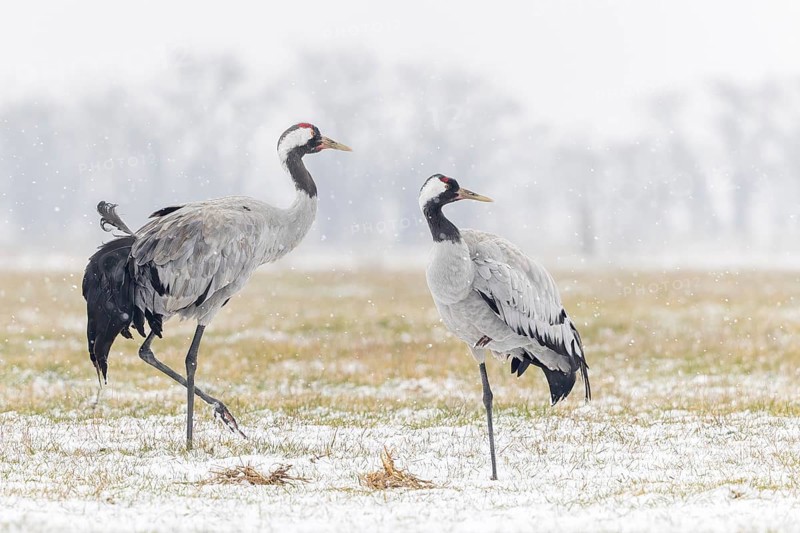 Common crane (Grus grus), also Eurasian crane, migratory bird, resting bird, breeding bird, pair, male and female in a snowdrift, Middle Elbe Biosphere Reserve, Saxony-Anhalt, Germany, Europe