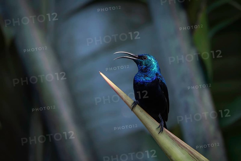 Male sunbird in the rainforests of Analamazaotra National Park in eastern Madagascar