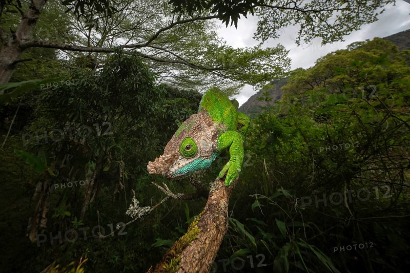 Oshaugnessi chameleon male (Calumma OPshaughnessyi) in the rainforests of Ranomafana National Park in south-east Madagascar