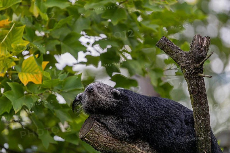 One binturong (Arctictis binturong), or bearcat balancing over branches framed by green leafs