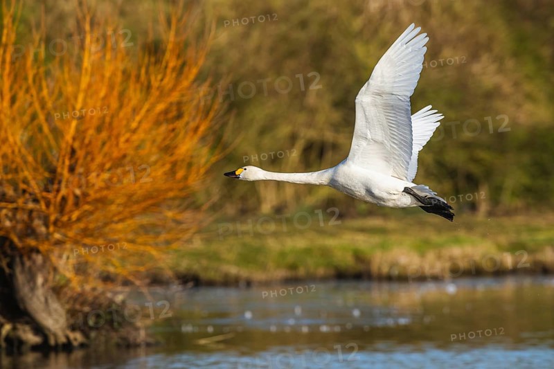 Tundra Swan, Bewick's Swan, Cygnus columbianus in flight at winter in Slimbridge, England, United Kingdom, Europe
