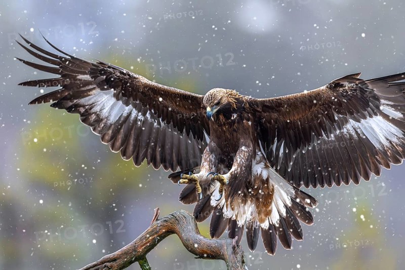 European golden eagle (Aquila chrysaetos chrysaetos) juvenile landing on branch in moorland, heathland during snowfall in late autumn, early winter
