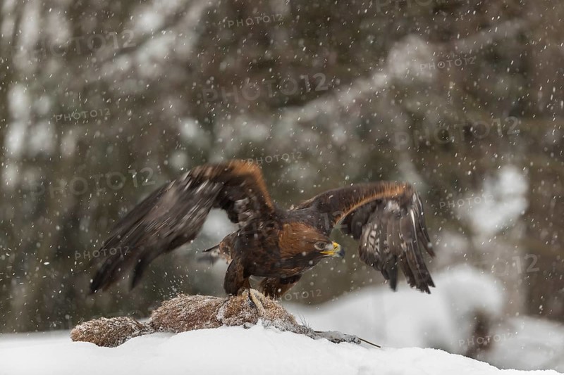 One golden eagle (Aquila chrysaetos) sitting on a carcass of a red fox on a snowy meadow during snowfall. A forest in the background
