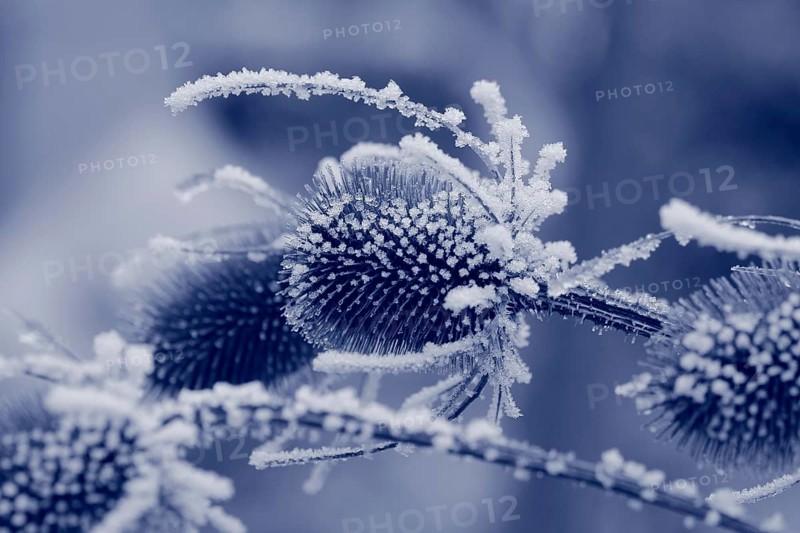Wild teasel (Dipsacus fullonum), dried inflorescences with hoarfrost, monochrome North Rhine-Westphalia, Germany, Europe