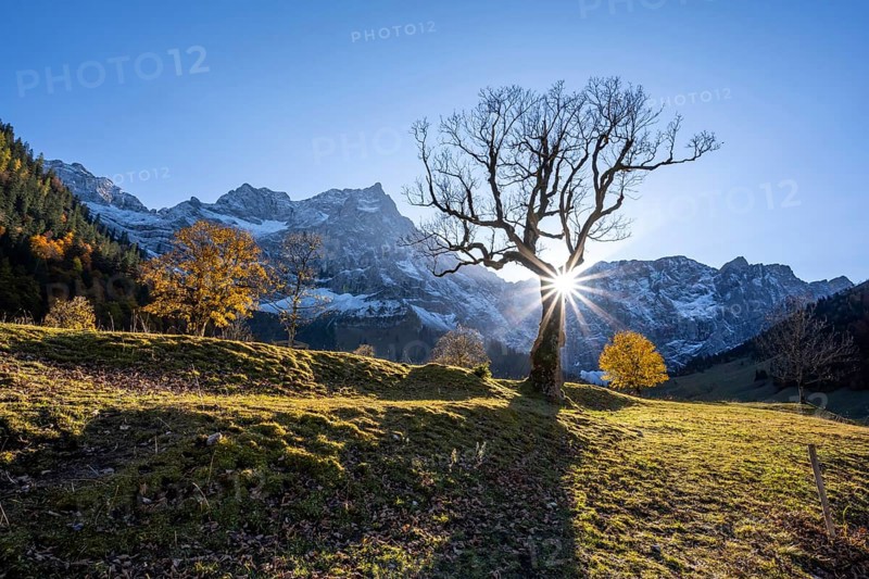 Sycamore without leaves with sun star, Großer Ahornboden in autumn, behind rocky mountain peaks with Spritzkarspitze, Rißtal in the Eng, Karwendel, Tyrol, Austria, Europe