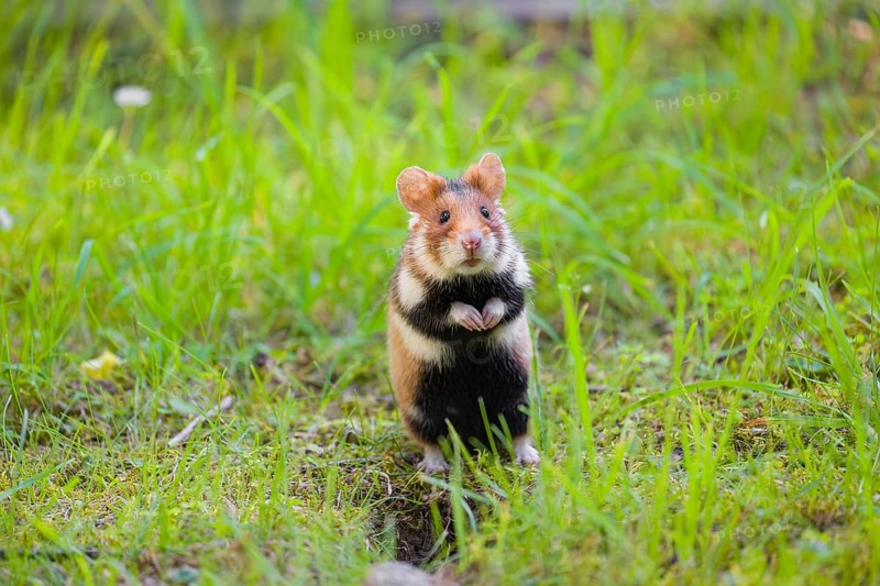 A European hamster (Cricetus cricetus), Eurasian hamster, black-bellied hamster or common hamster, standing tall in high grass, watching his surrounding for enemies and other hamsters