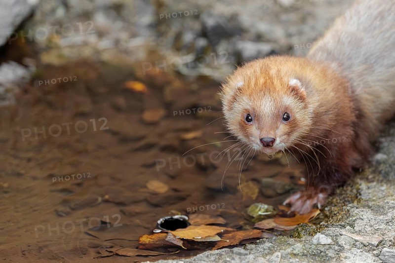 A female ferret (Mustela putorius furo) drinking from a little pond in a garden