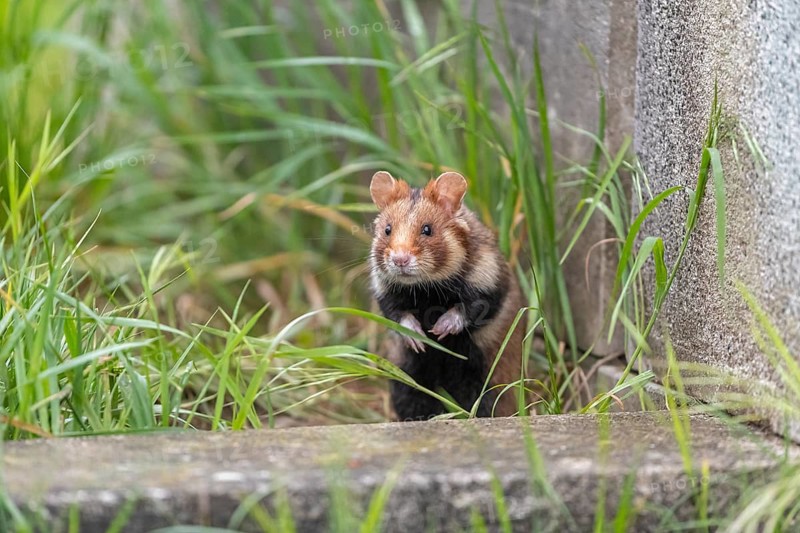 One European hamster (Cricetus cricetus), Eurasian hamster, black-bellied hamster or common hamster, standing tall in high grass, watching his surrounding for enemies and other hamsters