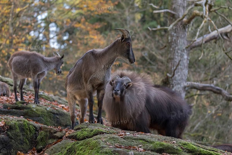 One female and one male Himalayan Tahr (Hemitragus jemlahicus) standing in a forest. Green and yellow forest in the background