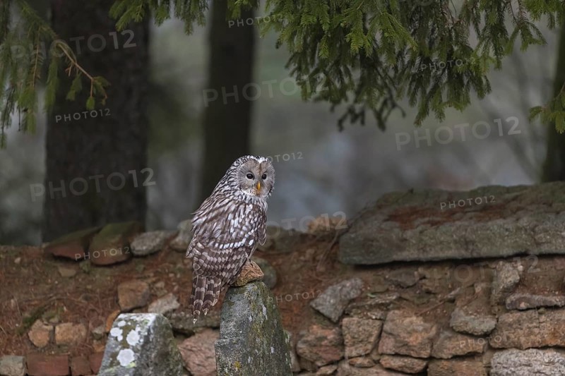 One Ural owl (Strix uralensis) sitting on a old jewish gravestone with a natural stone masonry and some trees in the background