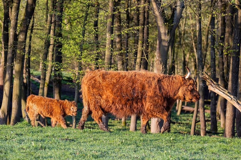 A Highland cow (Bos primigenius taurus) and her calf walk along a forest edge