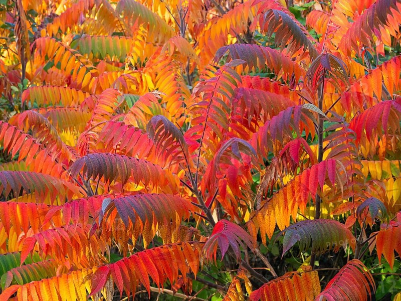 Stag's horn sumach (Rhus typhina), leaves in autumn colour, Hessen, Germany, Europe