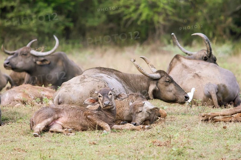 Water buffalo (Bubalus arnee) in Yala Natioal Park, Southern Province, Sri Lanka, Asia