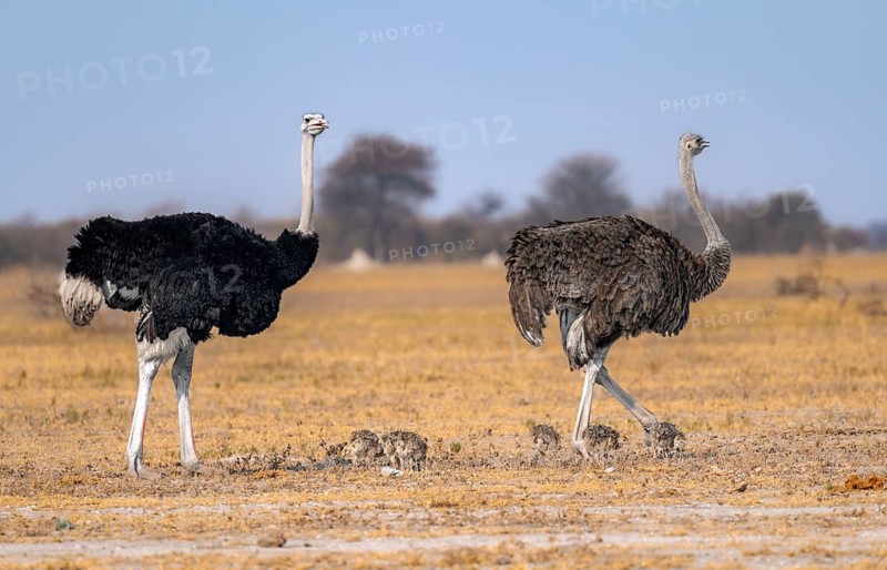 Common ostrich (Struthio camelus), adult female and male with young, chicks, animal family, African savannah, Nxai Pan National Park, Botswana, Africa