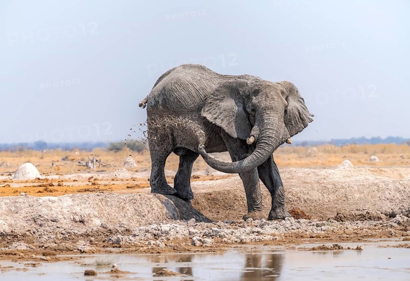 African elephant (Loxodonta africana), bathing at a waterhole, splashing water with its trunk, Nxai Pan National Park, Botswana Botswana