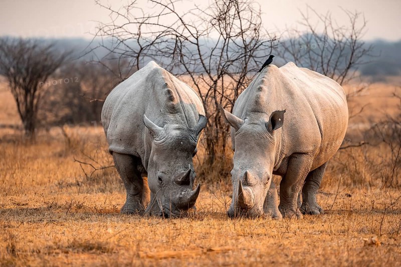 Southern white rhinoceros (Ceratotherium simum simum), two rhinos grazing in the evening light, Khama Rhino Sanctuary, Serowe, Botswana, Africa