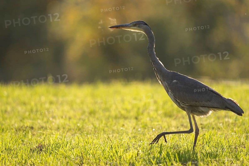Grey heron (Ardea cinerea), animal portrait, backlight, Rosensteinpark, Stuttgart, Baden-Württemberg, Germany, Europe