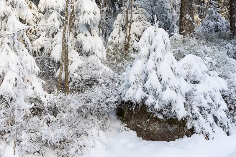Enchanting winter forest on the Auersberg, Eibenstock, Erzgebirge, Saxony, Germany, Europe
