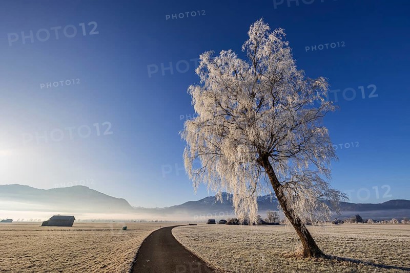 Tree, birch, hoarfrost, fog, path, sunny, mountain landscape, winter, Loisach-Lake Kochel moor, view of Jochberg, Herzogstand, Heimgarten, Alpine foothills, Bavaria, Germany, Europe