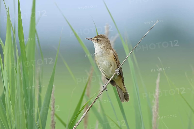 Great Reed Warbler (Acrocephalus arundinaceus), singing, twittering, sitting on a reed stalk in a reedbed, natural habitat, migratory bird, songbirds Lake Neusiedl, Burgenland, Austria, Europe