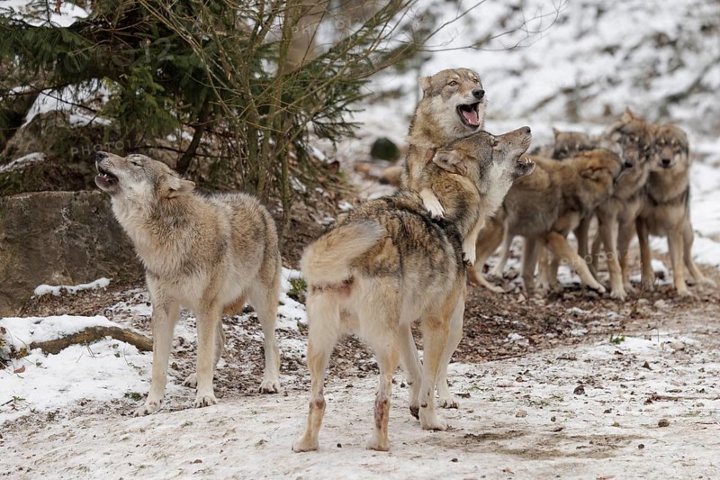 A pack of grey wolves (Canis lupus lupus) stands howling on a snow-covered meadow on a cold, cloudy day