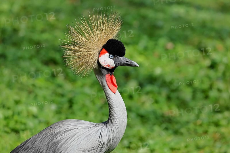 Crowned Crane (Balearica pavonina), portrait, captive, Herborn-Uckersdorf Zoo, Hesse, Germany, Europe